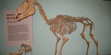 The Fossils of American Samoa: What These Islands Reveal About Prehistoric Pacific Life – MSN