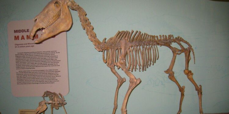 The Fossils of American Samoa: What These Islands Reveal About Prehistoric Pacific Life – MSN