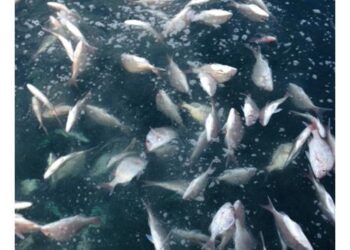 Fisheries crisis in Senegal drives forced migration to Europe – Oceanographic Magazine