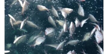 Fisheries crisis in Senegal drives forced migration to Europe – Oceanographic Magazine