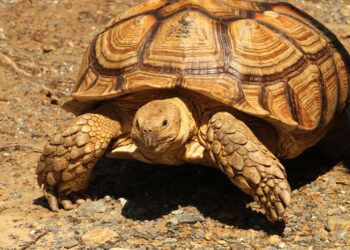 Meet Jonathan The Tortoise: The oldest living land animal in the world – Moneycontrol