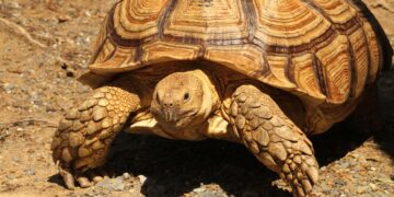 Meet Jonathan The Tortoise: The oldest living land animal in the world – Moneycontrol
