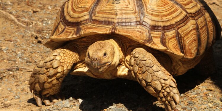 Meet Jonathan The Tortoise: The oldest living land animal in the world – Moneycontrol