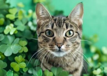 Leveraging the contribution of Basotho diaspora to Lesotho sustainable development – United Nations Economic Commission for Africa