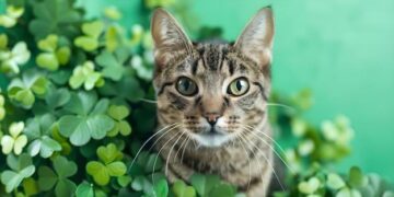 Leveraging the contribution of Basotho diaspora to Lesotho sustainable development – United Nations Economic Commission for Africa