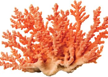 World’s largest coral found near Solomon Islands: Scientists – The Hindu