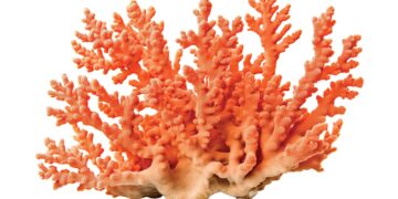 World’s largest coral found near Solomon Islands: Scientists – The Hindu