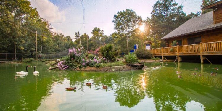 Scotland Neck police chief resigns after ‘career-damaging’ letter – WRAL.com