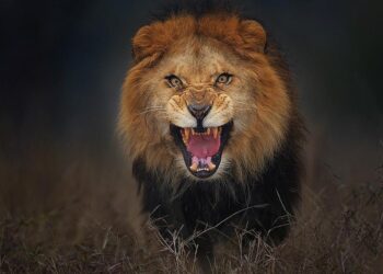 Lion Advocate Killed by Lion While Camping in Namibia – Outdoors with Bear Grylls