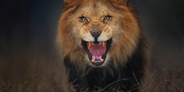 Lion Advocate Killed by Lion While Camping in Namibia – Outdoors with Bear Grylls