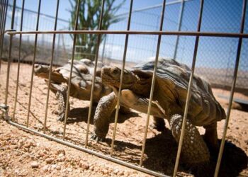 Tortoise protection culture prompts efforts to curb trafficking in Madagascar – Mongabay