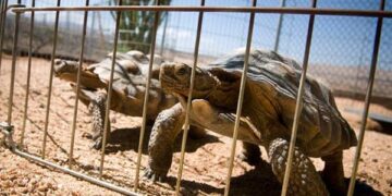 Tortoise protection culture prompts efforts to curb trafficking in Madagascar – Mongabay