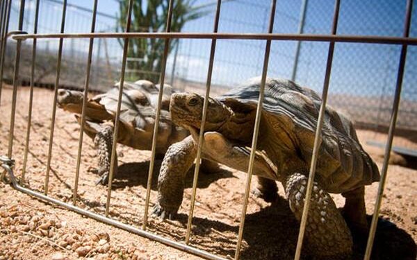 Tortoise protection culture prompts efforts to curb trafficking in Madagascar – Mongabay
