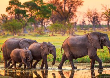 Botswana 3-3 Zambia (11 Jun, 2025) Final Score – ESPN