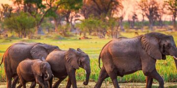 Botswana 3-3 Zambia (11 Jun, 2025) Final Score – ESPN