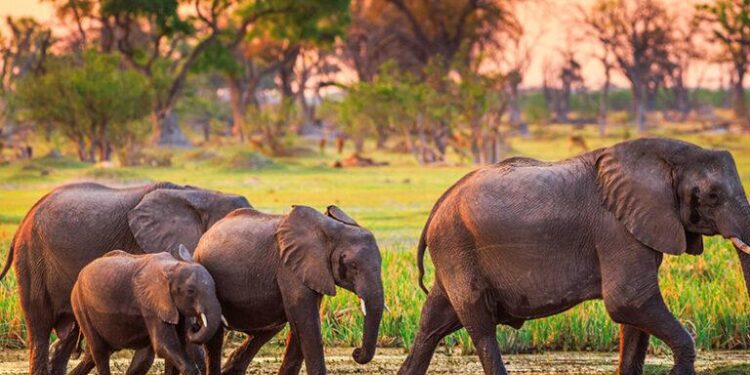 Botswana 3-3 Zambia (11 Jun, 2025) Final Score – ESPN