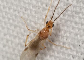 MSU: Asian needle ant invasion spreading in Mississippi – WAPT