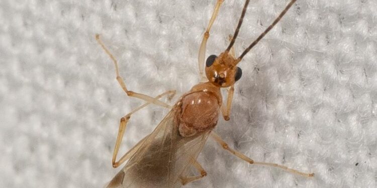 MSU: Asian needle ant invasion spreading in Mississippi – WAPT