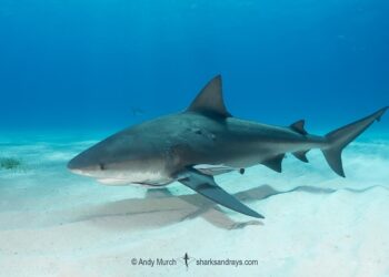 Bull Shark 25-2: US strengthens alliances, collectively boosts regional security capabilities in East Africa – CJTF – HOA (.mil)