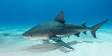 Bull Shark 25-2: US strengthens alliances, collectively boosts regional security capabilities in East Africa – CJTF – HOA (.mil)