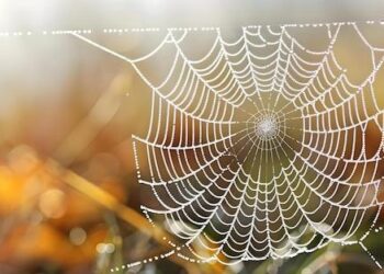 SPECIAL INVESTIGATION: UK cash meant to combat climate change in Malawi funds loan sharks and helps men to dump their wives – Daily Mail