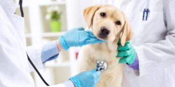 Medical training in Central African Republic – EEAS