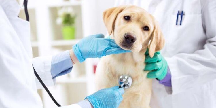 Medical training in Central African Republic – EEAS