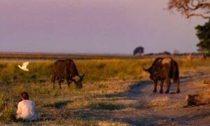 How Northern Botswana’s Evolving Landscape Became a Haven for Wildlife – Travel + Leisure