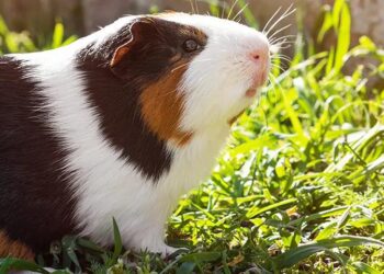 Animal therapy guinea pigs help Droitwich school children feel calm – BBC