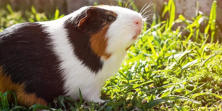 Animal therapy guinea pigs help Droitwich school children feel calm – BBC