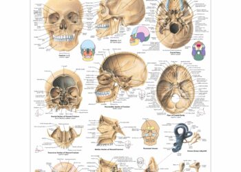 Human skull found in Pitcairn was found inside house last owned by man who disappeared 20 years ago – WPXI