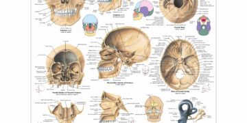 Human skull found in Pitcairn was found inside house last owned by man who disappeared 20 years ago – WPXI