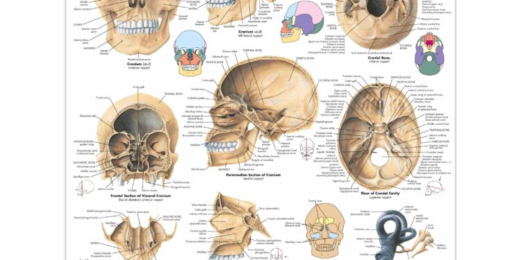 Human skull found in Pitcairn was found inside house last owned by man who disappeared 20 years ago – WPXI