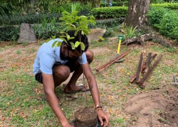 Rare Wright’s gardenia reappears in record numbers in Seychelles – The Guardian