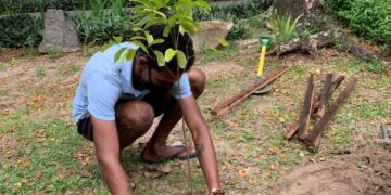 Rare Wright’s gardenia reappears in record numbers in Seychelles – The Guardian