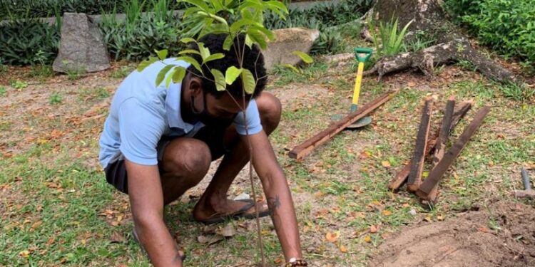 Rare Wright’s gardenia reappears in record numbers in Seychelles – The Guardian