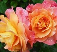 Kenya Elizabeth Reimer Obituary June 21, 2025 – Hughes Mortuary