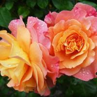 Kenya Elizabeth Reimer Obituary June 21, 2025 – Hughes Mortuary