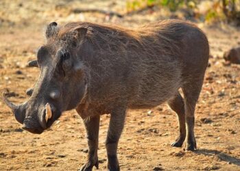 Zimbabwe president fires army chief ahead of planned protests – Reuters