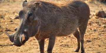 Zimbabwe president fires army chief ahead of planned protests – Reuters