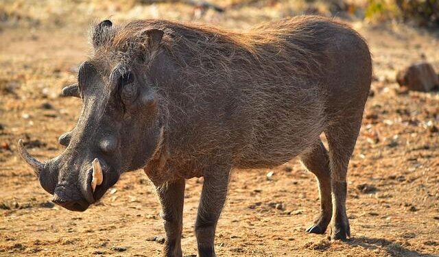 Zimbabwe president fires army chief ahead of planned protests – Reuters