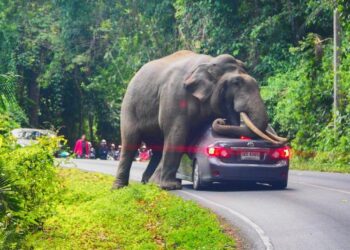 Two tourists killed by elephant in Zambia during walking safari – itij.com