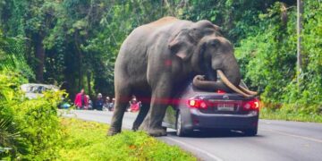 Two tourists killed by elephant in Zambia during walking safari – itij.com