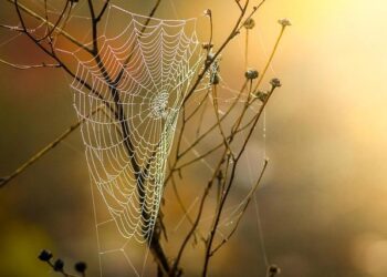 The APC trap: Power without unity – The Sierra Leone Telegraph