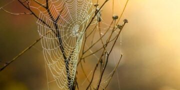 The APC trap: Power without unity – The Sierra Leone Telegraph