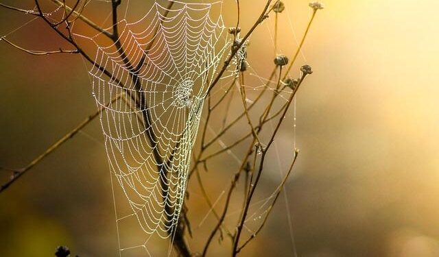 The APC trap: Power without unity – The Sierra Leone Telegraph