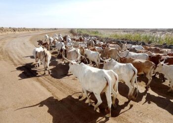 Senegal’s Lionesses crush Algeria and build confidence ahead of the AFCON – OneFootball