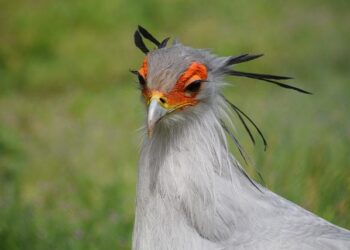 Kaimo Kuusk, Permanent Secretary of the Ministry of Defense of Estonia – Ukrinform