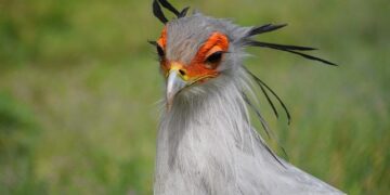 Kaimo Kuusk, Permanent Secretary of the Ministry of Defense of Estonia – Ukrinform