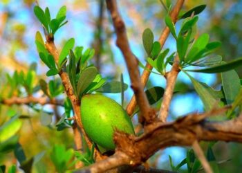 The Great Argan Appropriation: How a French Multinational is Undermining Morocco’s Heritage and Economy – Morocco World News